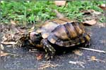Resident Tortoise of Fraser's