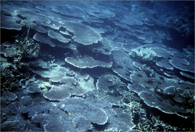 Lang Tengah corals & fishes