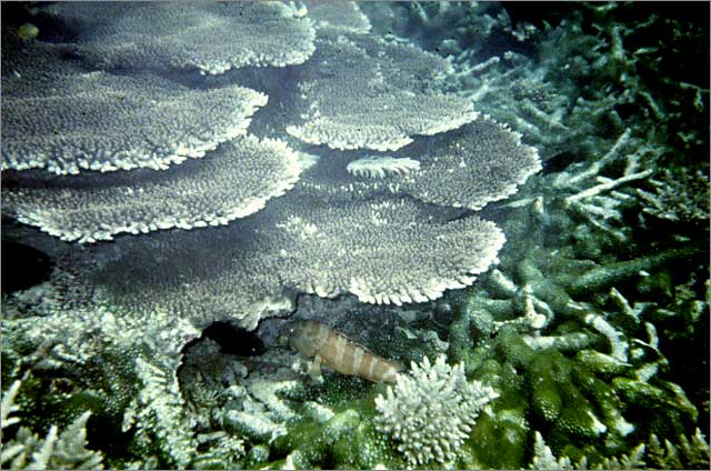 Lang Tengah corals & fishes