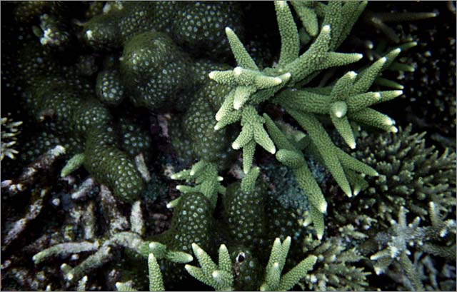 Lang Tengah corals & fishes