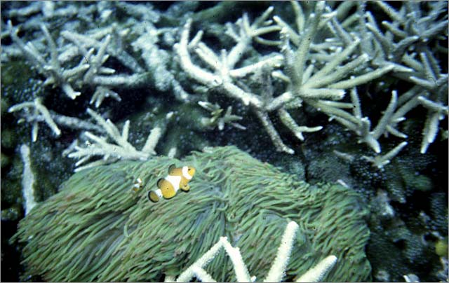 Lang Tengah corals & fishes