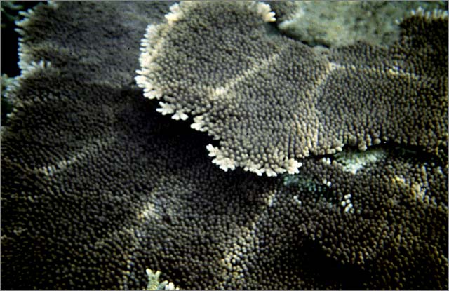 Lang Tengah corals & fishes