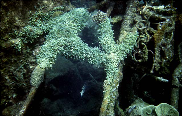 Lang Tengah corals & fishes