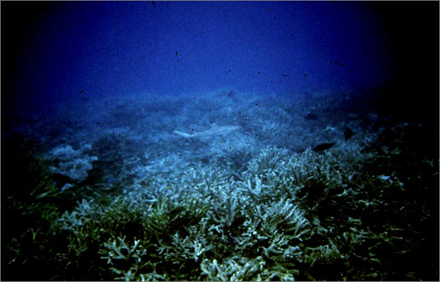 Lang Tengah corals & fishes