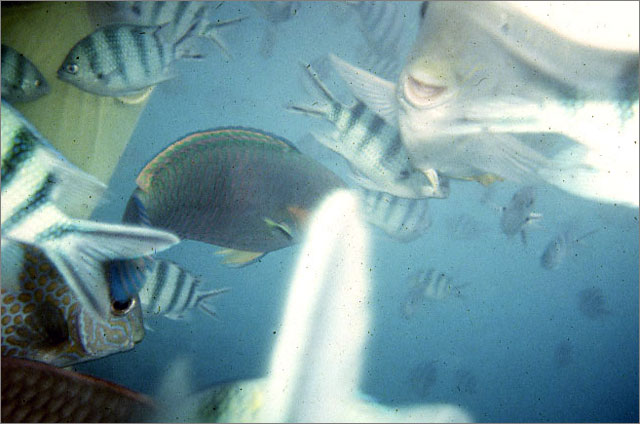 Lang Tengah corals & fishes