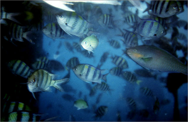 Lang Tengah corals & fishes