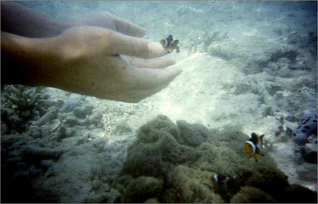 Lang Tengah corals & fishes