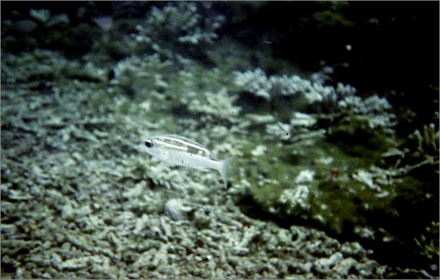 Lang Tengah corals & fishes