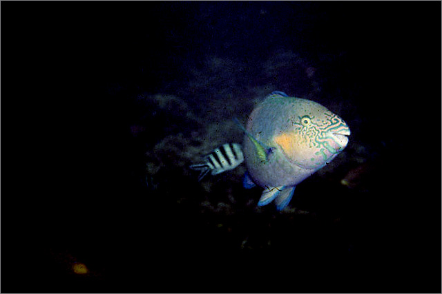 Lang Tengah corals & fishes