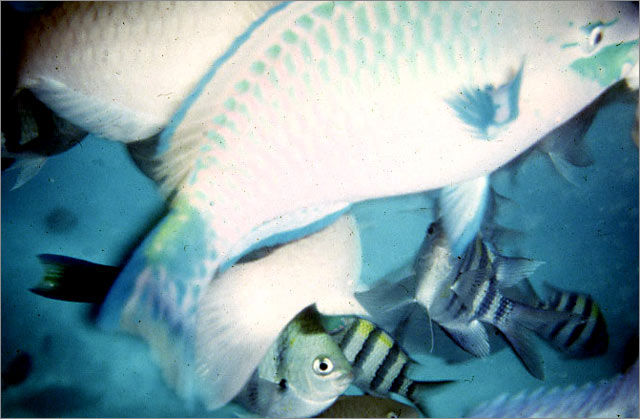 Lang Tengah corals & fishes