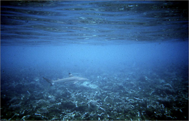 Lang Tengah corals & fishes