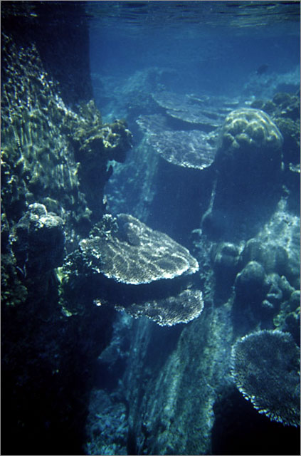 Lang Tengah corals & fishes