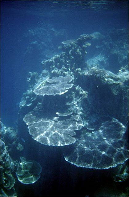 Lang Tengah corals & fishes