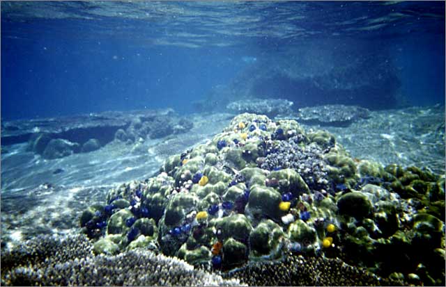 Lang Tengah corals & fishes