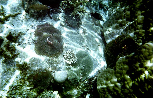 Lang Tengah corals & fishes