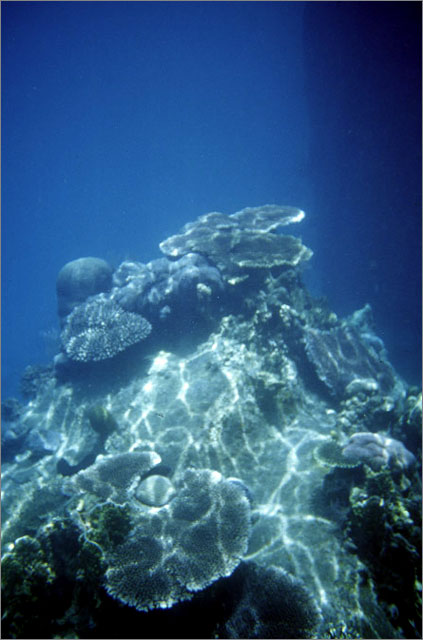 Lang Tengah corals & fishes