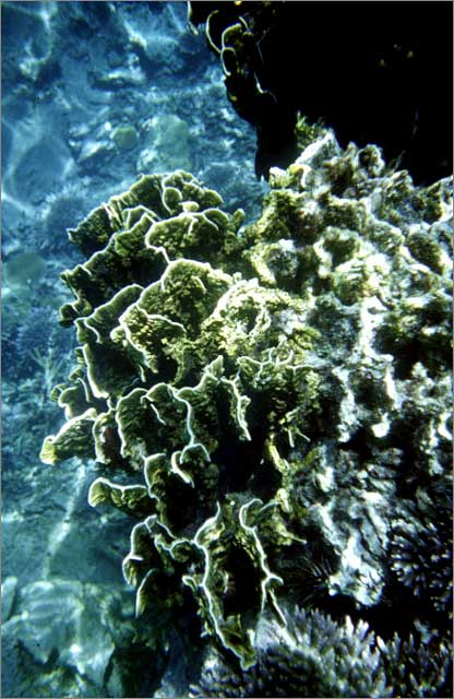 Lang Tengah corals & fishes