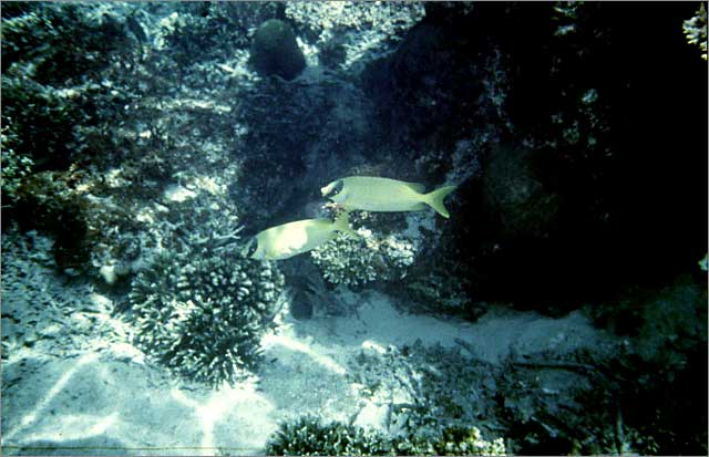 Lang Tengah corals & fishes