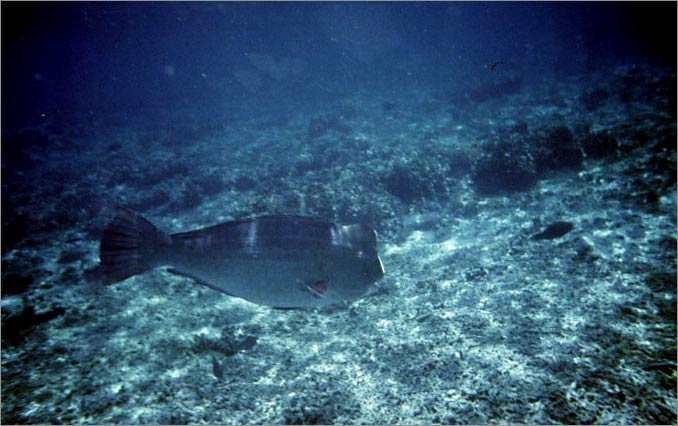 Lang Tengah corals & fishes