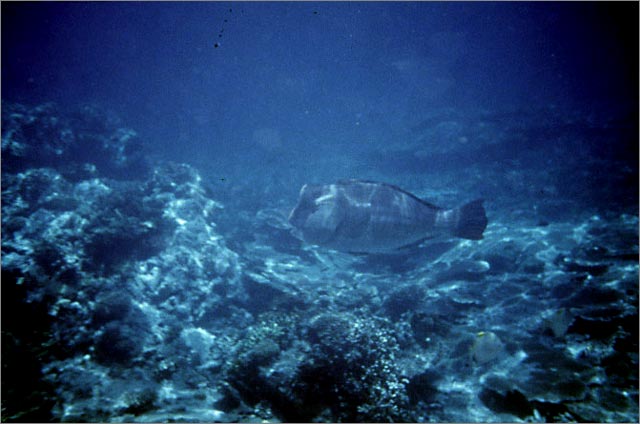 Lang Tengah corals & fishes