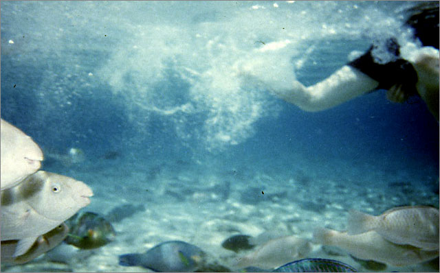 Lang Tengah corals & fishes