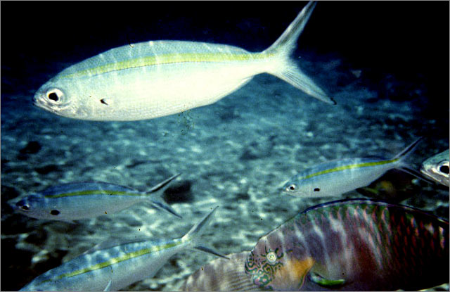 Lang Tengah corals & fishes