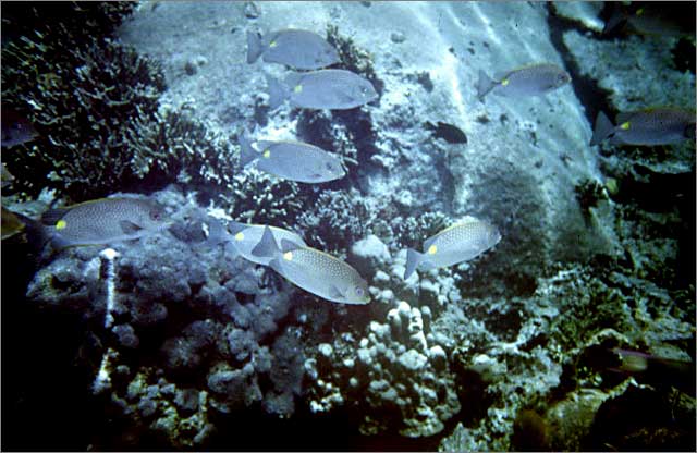 Lang Tengah corals & fishes