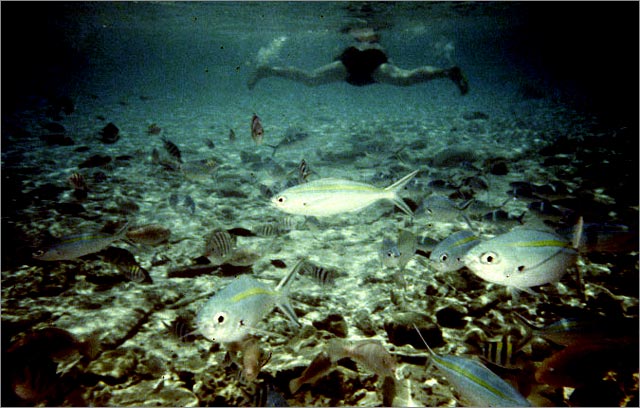 Lang Tengah corals & fishes