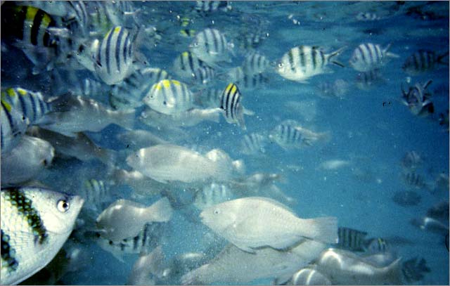 Lang Tengah corals & fishes