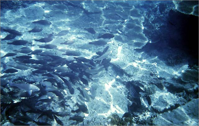 Lang Tengah corals & fishes