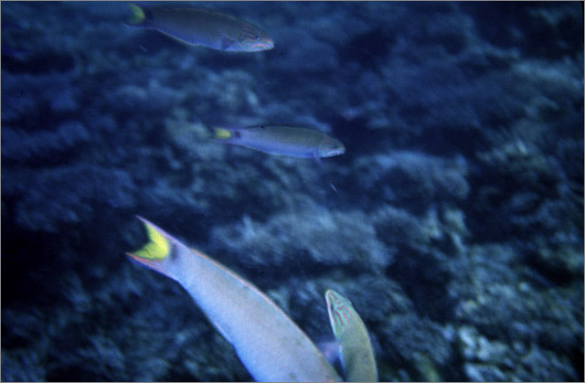 Lang Tengah corals & fishes