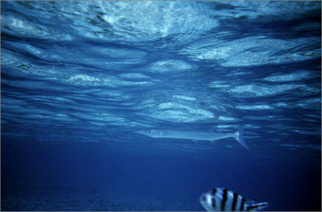 Lang Tengah corals & fishes