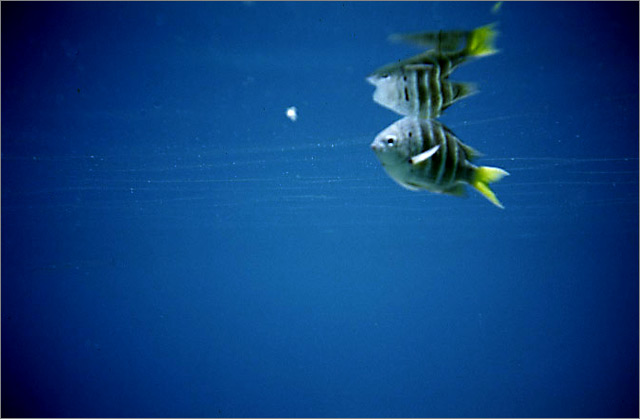 Lang Tengah corals & fishes