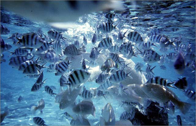 Lang Tengah corals & fishes