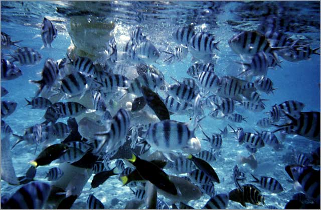 Lang Tengah corals & fishes